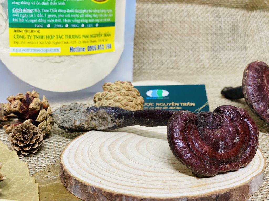 Nấm lim xanh Quảng Nam: dược liệu quý giữa rừng già xứ Quảng