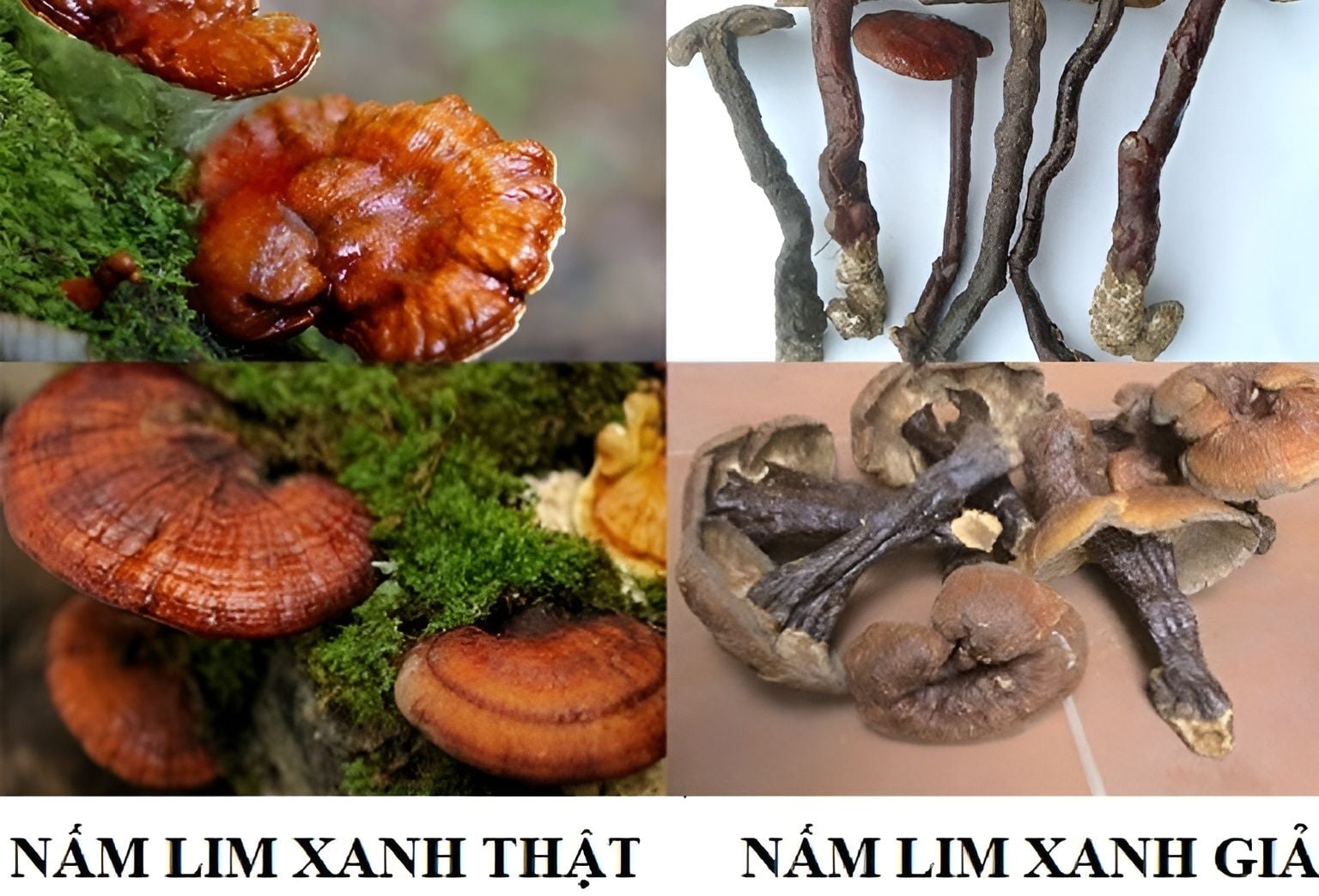 Nấm lim xanh Quảng Nam: dược liệu quý giữa rừng già xứ Quảng