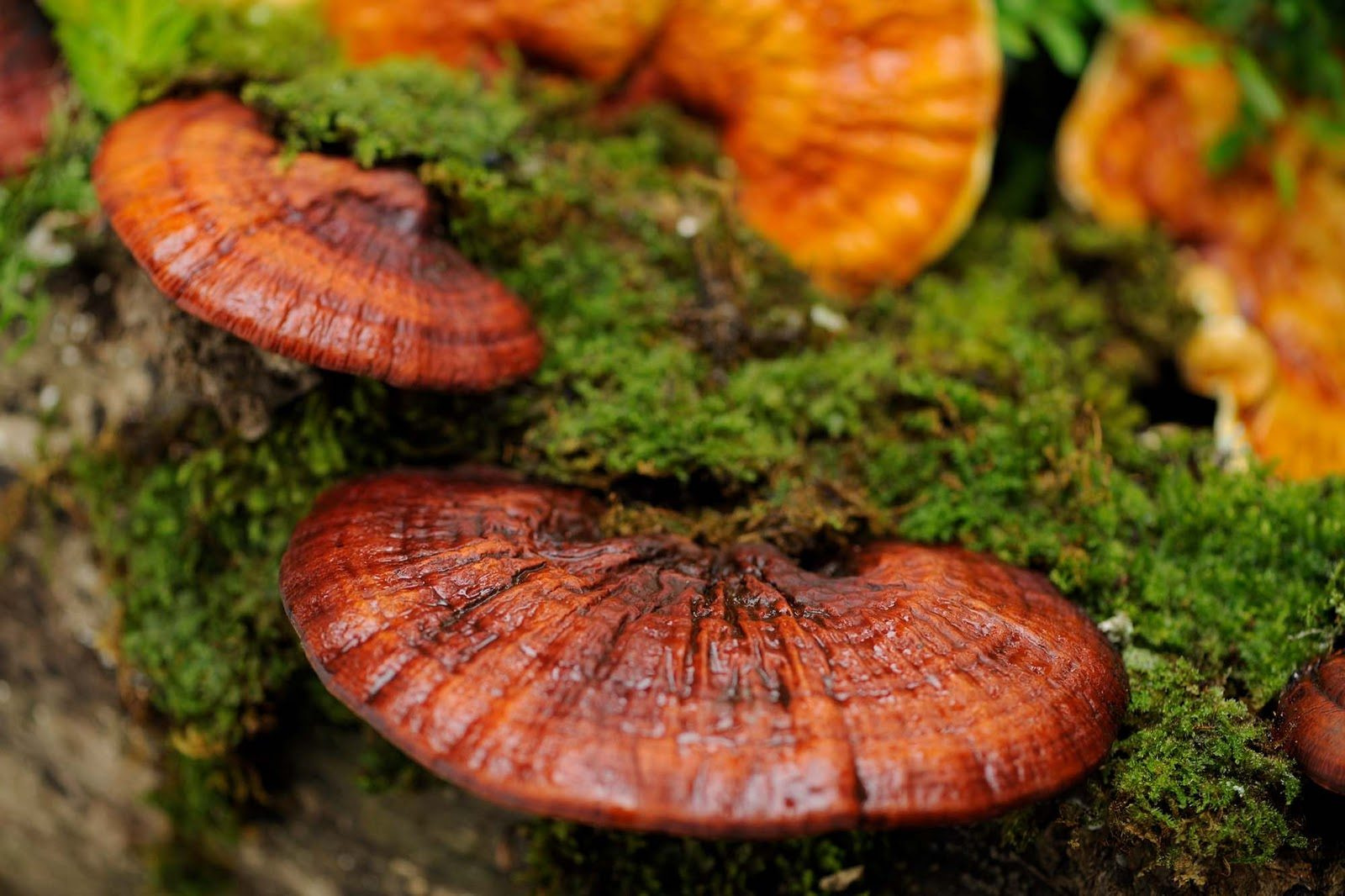 Nấm lim xanh Quảng Nam: dược liệu quý giữa rừng già xứ Quảng