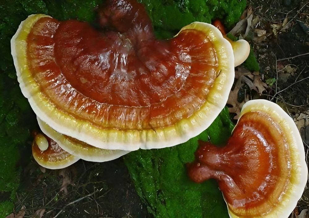 Nấm lim xanh Quảng Nam: dược liệu quý giữa rừng già xứ Quảng