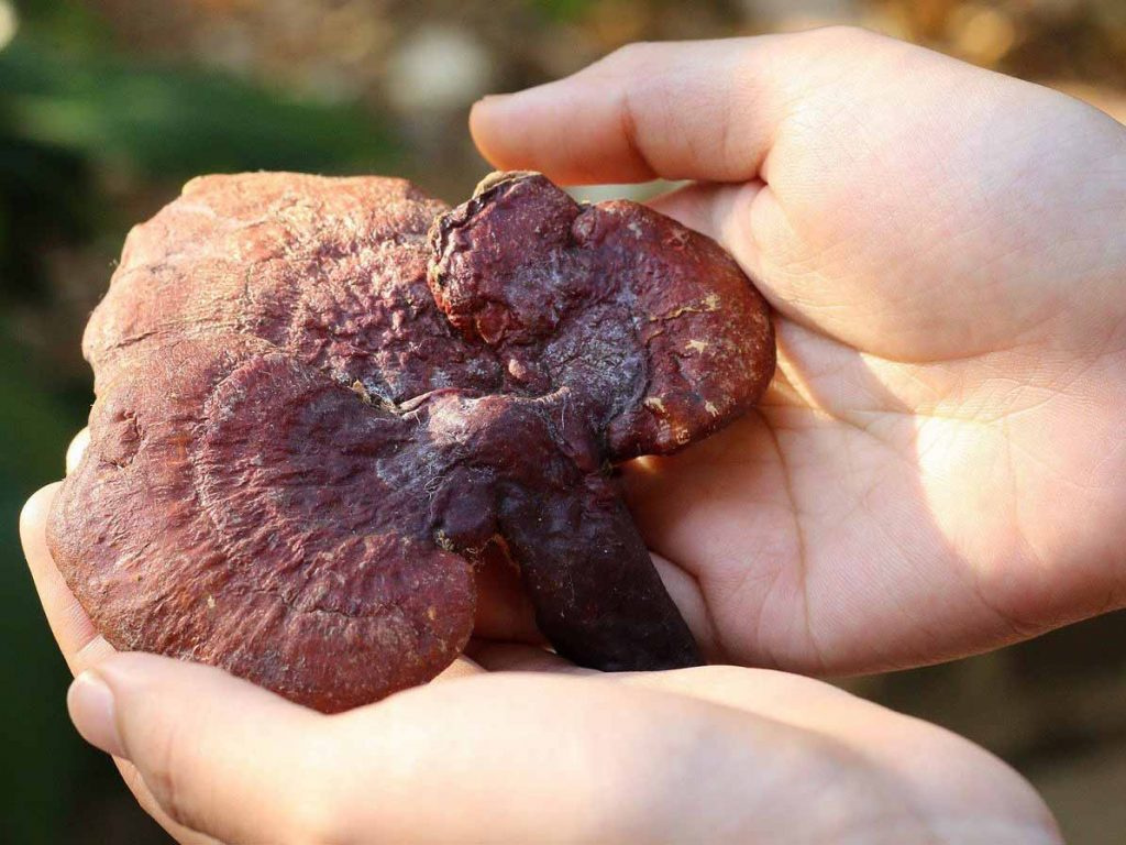 Nấm lim xanh Quảng Nam: dược liệu quý giữa rừng già xứ Quảng