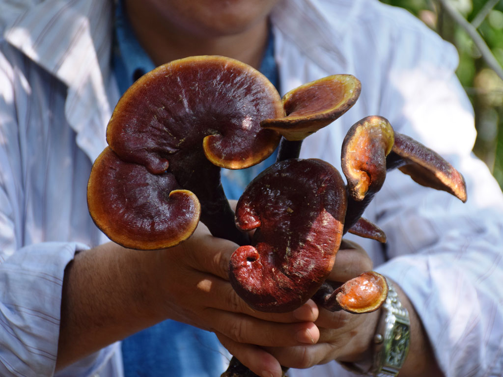 Nấm lim xanh Quảng Nam: dược liệu quý giữa rừng già xứ Quảng