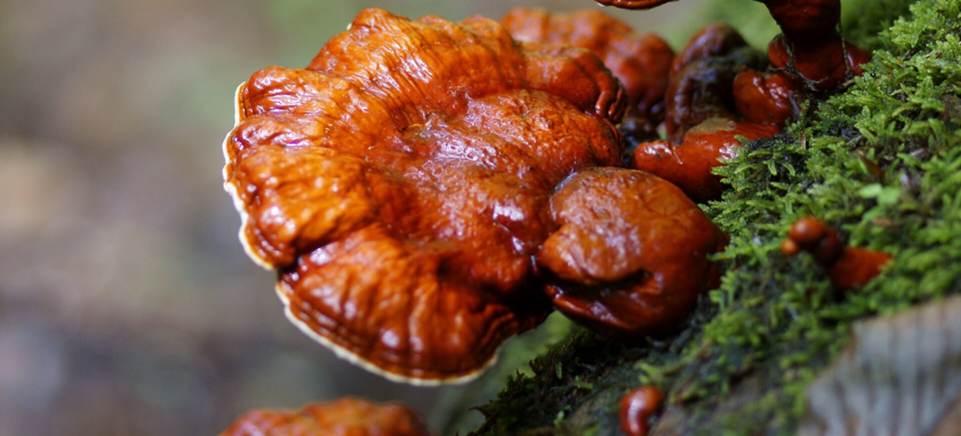 Nấm lim xanh Quảng Nam: dược liệu quý giữa rừng già xứ Quảng