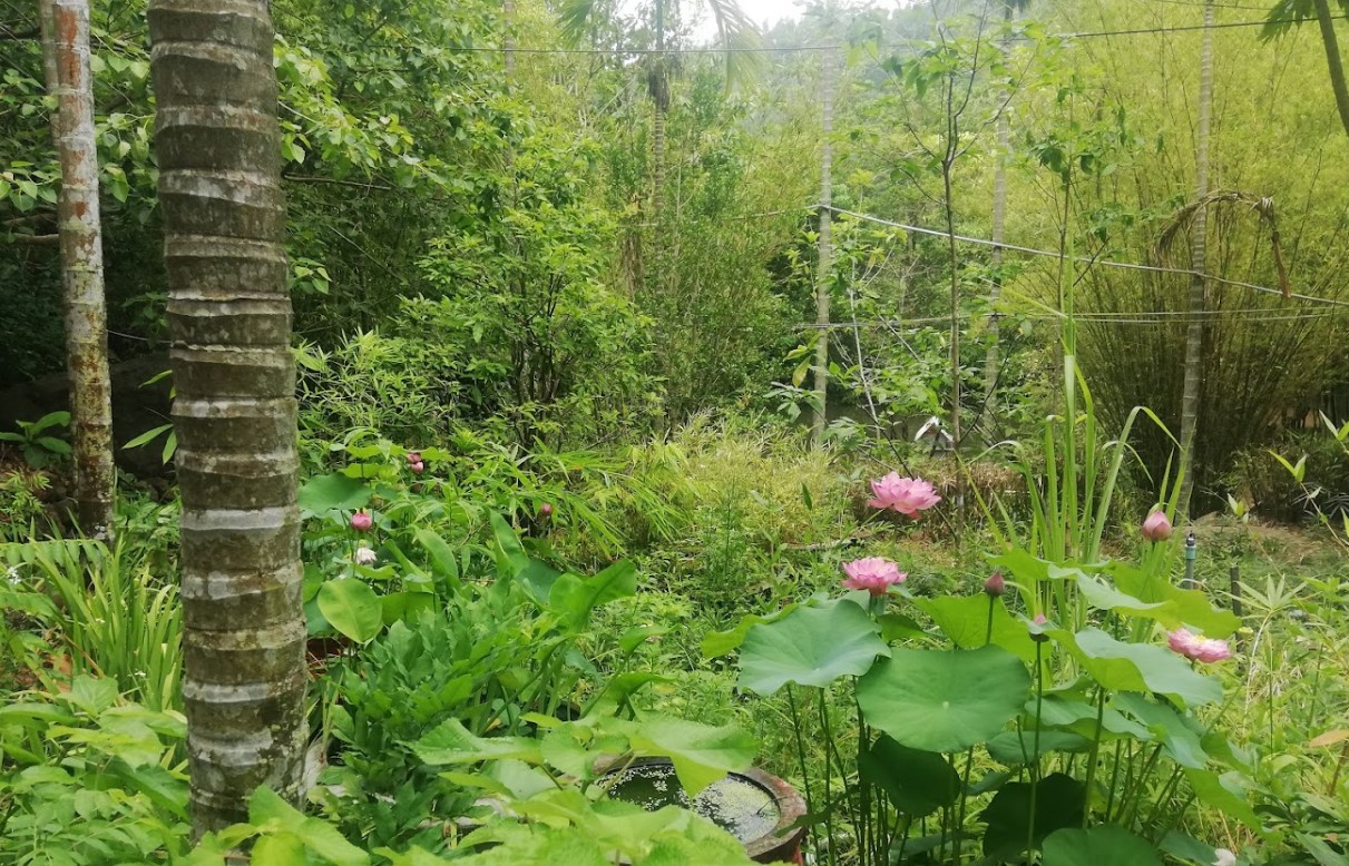 Sơn Trà Tịnh Viên: Không Gian Tĩnh Lặng Giữa Rừng Tre Xanh Trên Bán Đảo Sơn Trà