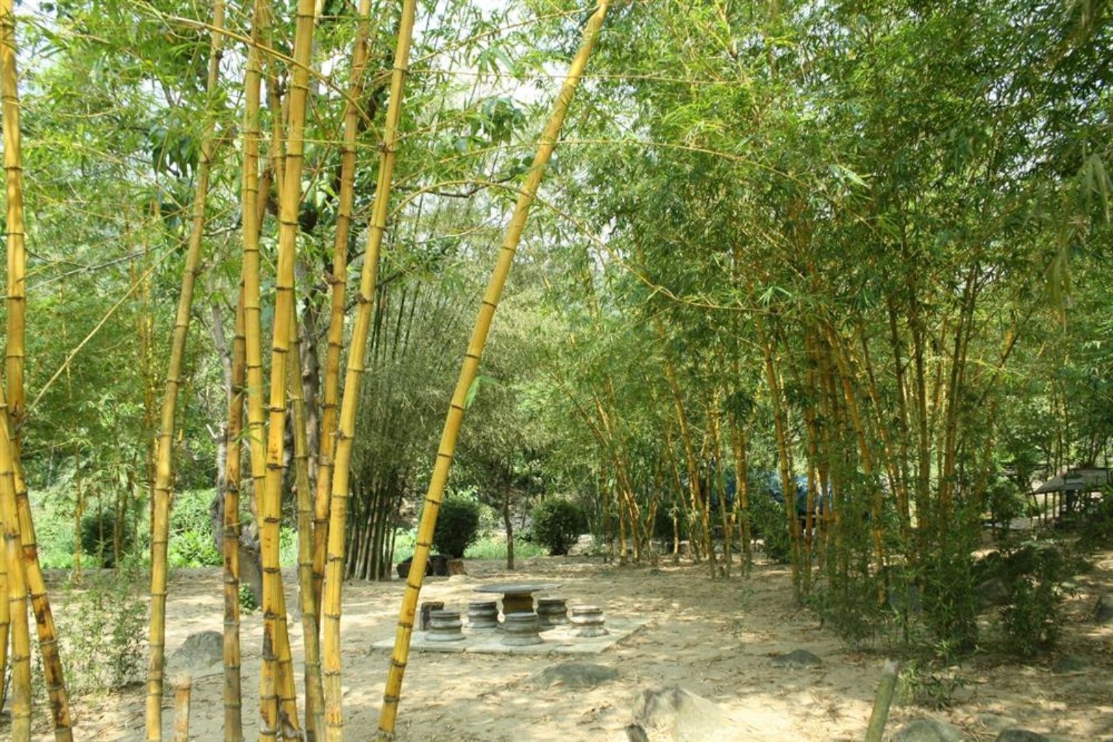 Sơn Trà Tịnh Viên: Không Gian Tĩnh Lặng Giữa Rừng Tre Xanh Trên Bán Đảo Sơn Trà