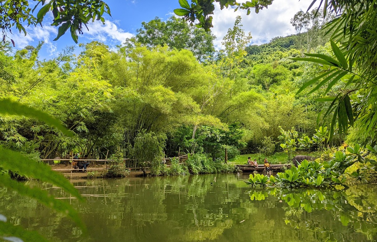 Sơn Trà Tịnh Viên: Không Gian Tĩnh Lặng Giữa Rừng Tre Xanh Trên Bán Đảo Sơn Trà