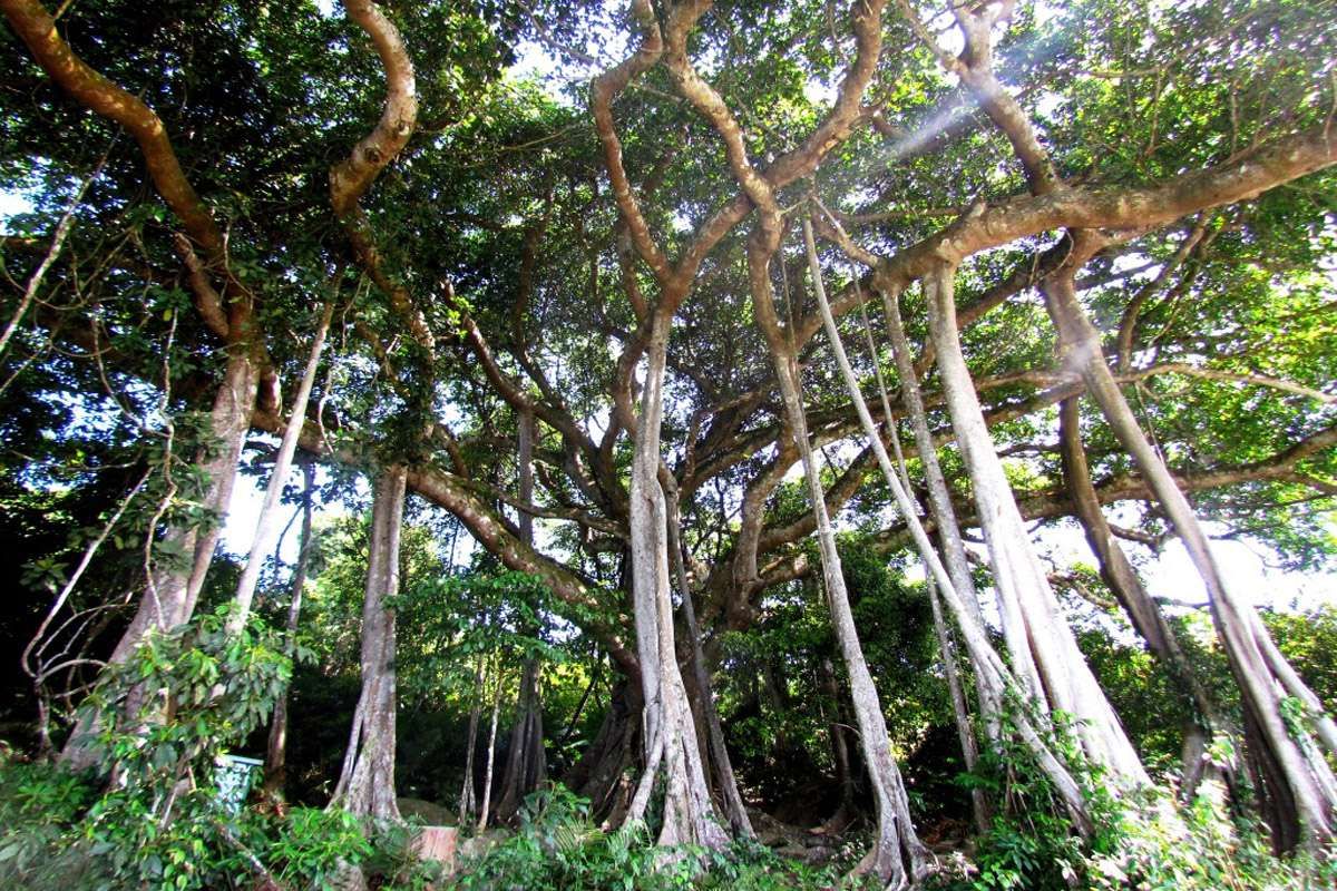 Cây đa ngàn năm Sơn Trà, điểm dừng chân khiến hành trình khám phá bán đảo thêm đáng nhớ
